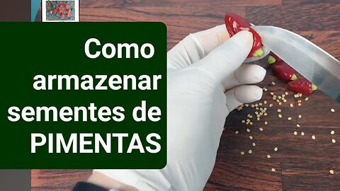 Como armazenar as sementes de pimentas colhidas em casa. Para plantar. Muda. Como fazer. Fácil