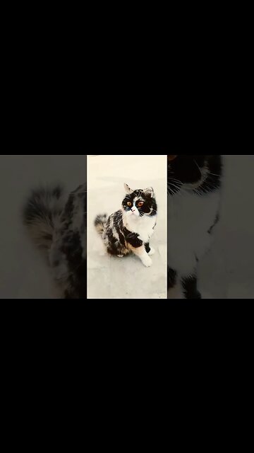 #cutecat #cats #persian #leo #support #blackcats #brown #white #milo