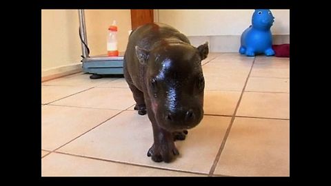 Baby Pygmy Hippo