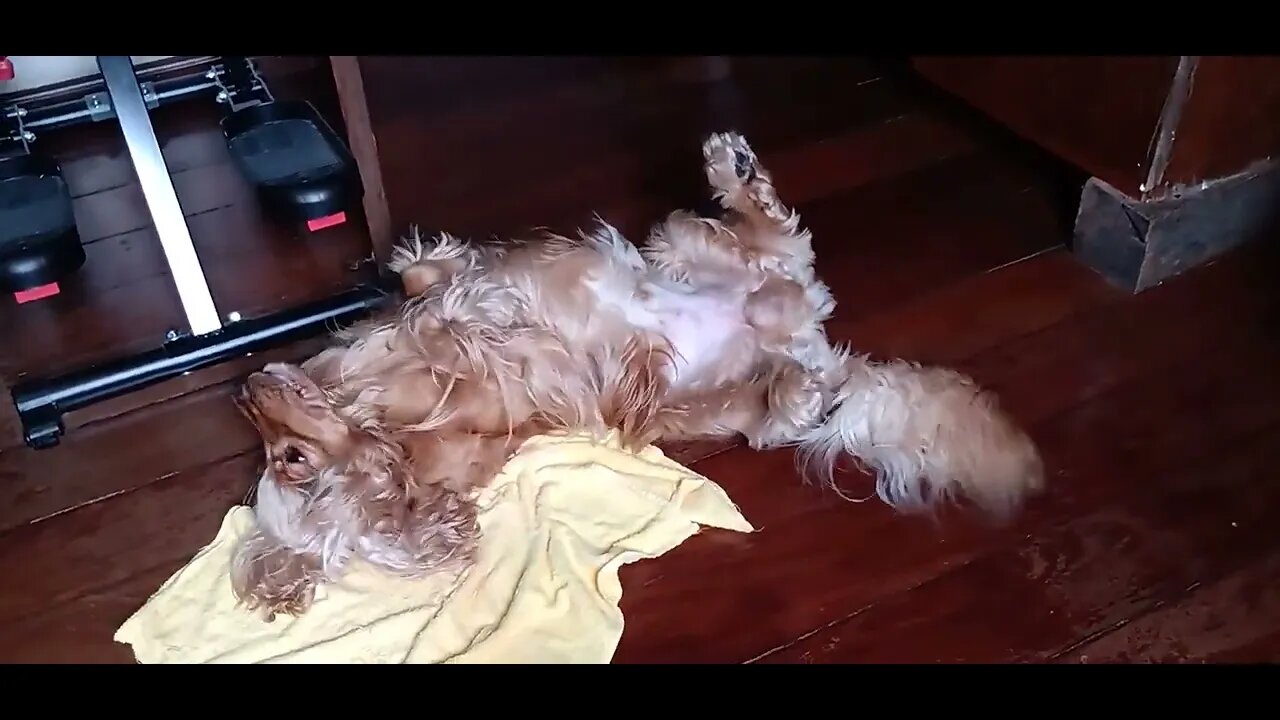 #dogshow , #animals , #dogs