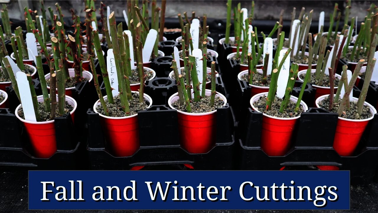 Fall and Winter Cuttings: Cool Season Plant Propagation