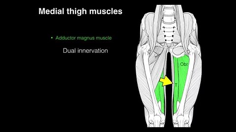 Medial compartment thigh muscles