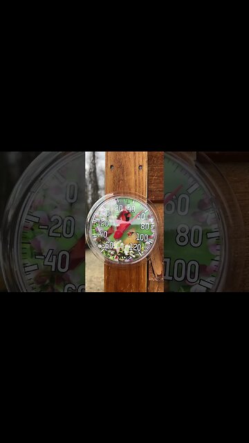 Lil spring clean up on the ALASKA homestead!🌼 #HomeFreeAlaska #OffGrid #Shorts #Spring #Alaska