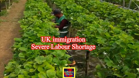 UK immigration: Severe labour shortage in farming industry