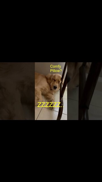 Fluffy Golden Retriever Puppy Snoring Like An Old Man