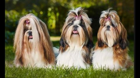 Amazing Shih Tzu