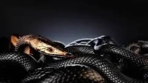 The serpent never stopped talking to eve