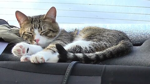 Little Cat Sits in the Car