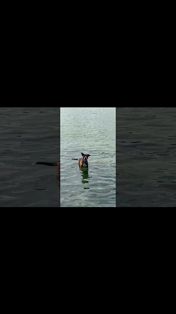 Puppy swimming at the lake 2