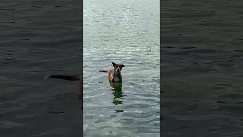 Puppy swimming at the lake 2