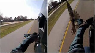 Falk flyger nästan rakt in i en motorcyklist!
