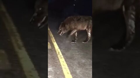 Wolf Of King 👑👑👑🐺#shorts #viral #youtubeshorts #wolf