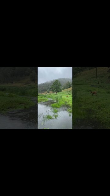 Slinky 🐕 having a run in the rain