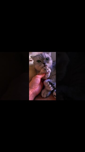 Kucing Berteman Baik Dengan Hamster