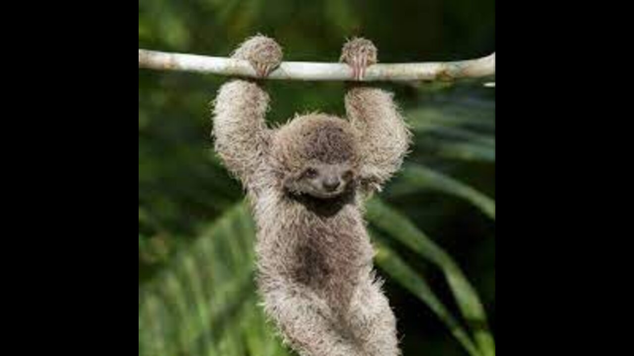 Adorable baby sloth born at San Diego Zoo caught snuggling up with mom