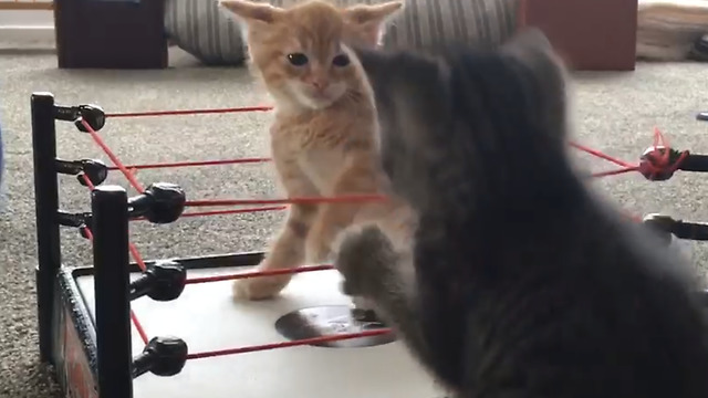 Two kittens play together in a wrestling ring