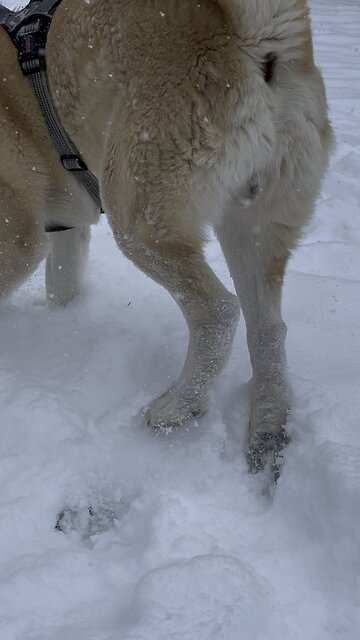Lexus Playing in the Snow