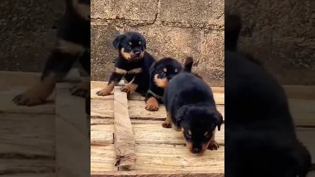 Guess the breed of these cute puppies? #shorts