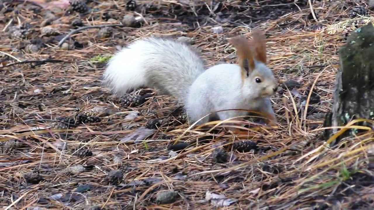 Forgetful squirrel can't remember where his stash is