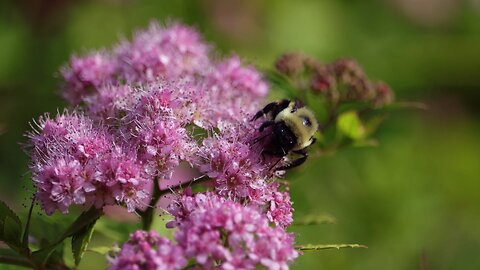 Bumblebee Pollinating Spirea Flowers