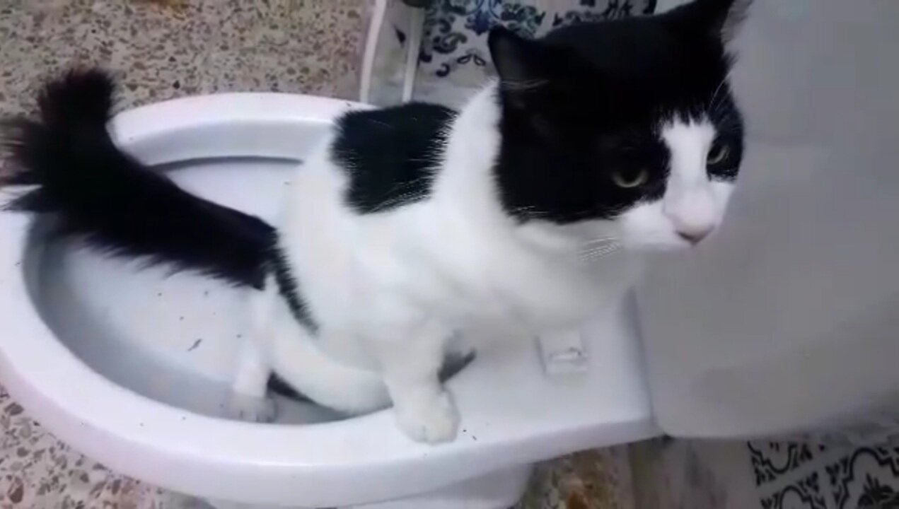 Cat peeing in toilet