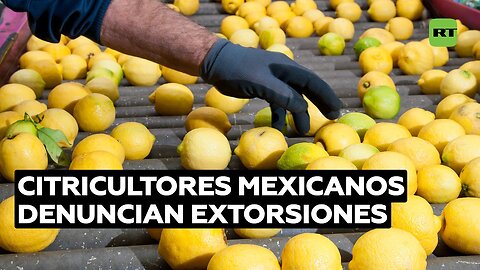 Citricultores mexicanos denuncian extorsiones