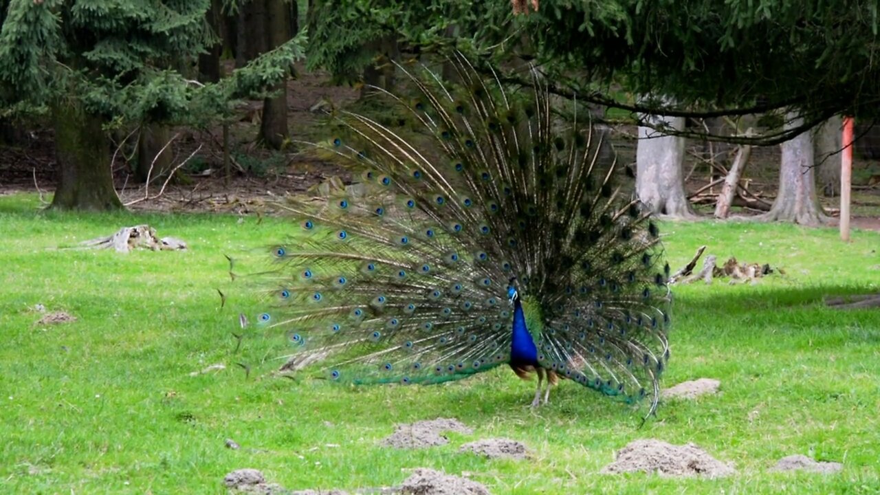 Peafowl