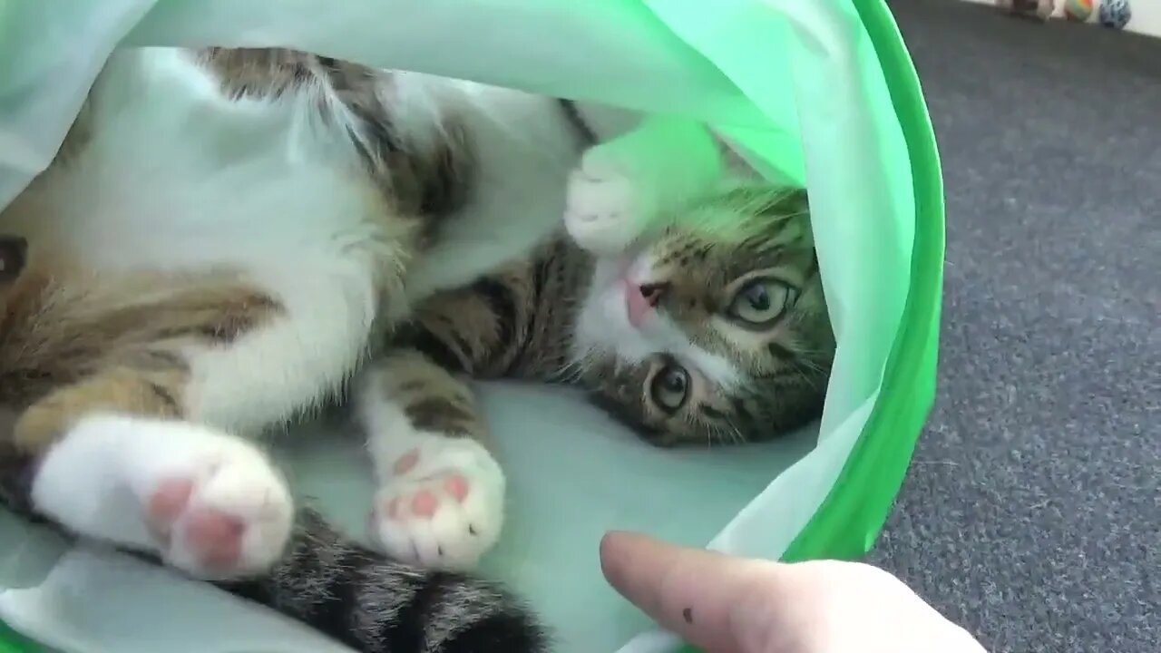 Lazy Kitten Sleeps in Cat Tunnel