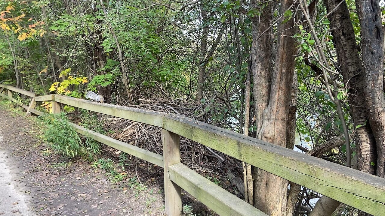 Grey Squirrel and Chickadees