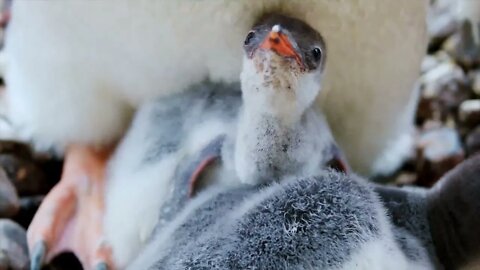 Most @ travel @ in @ cruise @ ships @ to @ view @ the @ ice @ caps and wildlife such as penguins
