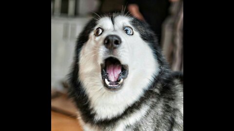 Funny Cute Husky Puppies Compilation