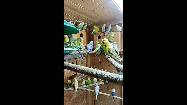 budgie colony