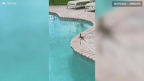 Lagarto atravessa piscina a correr para fugir de cão