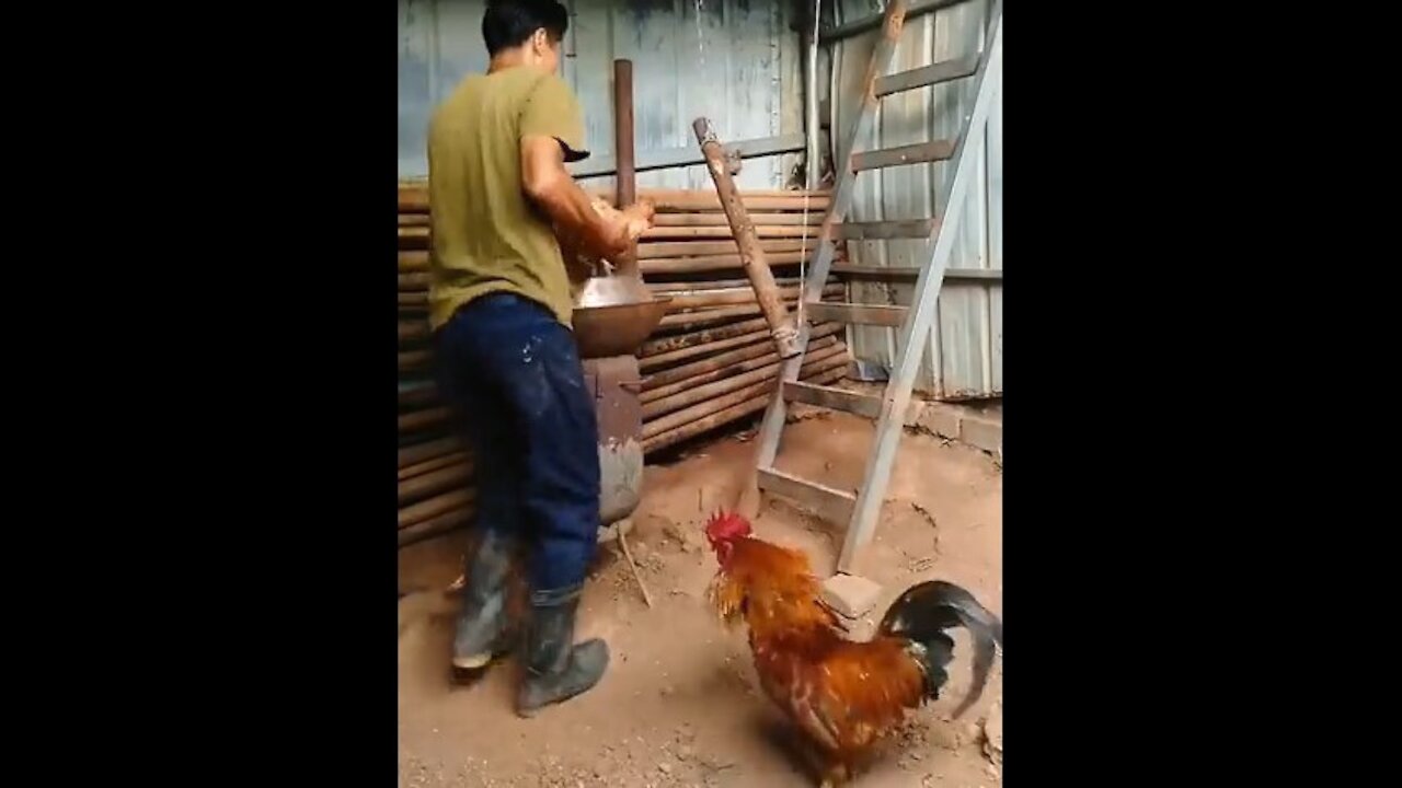 The Most Clever Chicken