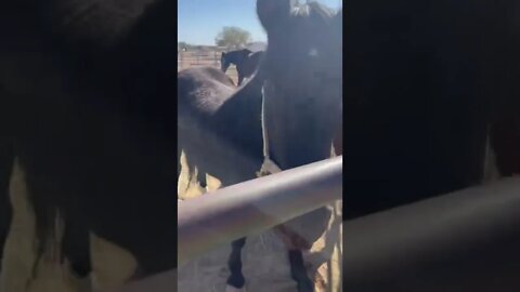 Breakfast time for the horses