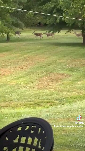Papa Squat Yuki unfazed by the passing deer family. She just wanted to poo. 🤣💩🐕🦌