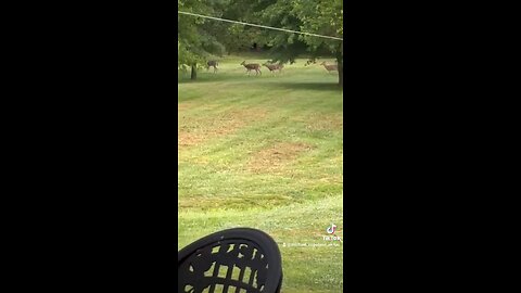 Papa Squat Yuki unfazed by the passing deer family. She just wanted to poo. 🤣💩🐕🦌