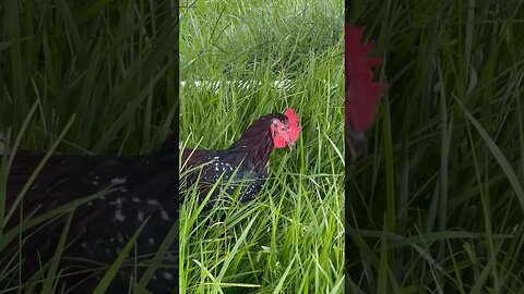 Green green grass and chickens! #chicken #grass #greengreengrass #farming