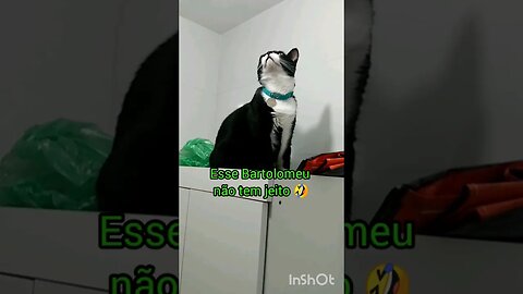 Gato Bartolomeu Tunico aprontando novamente