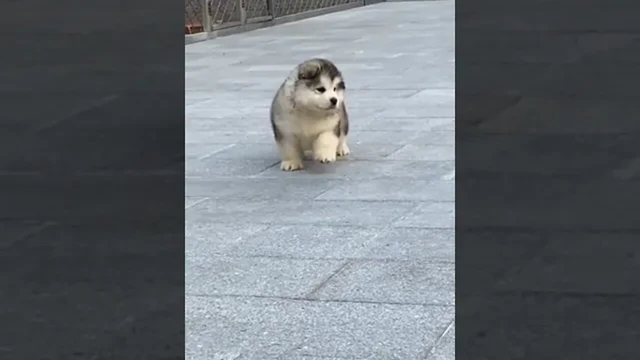 Cute Puppy Running in Street #shorts #cute #puppy