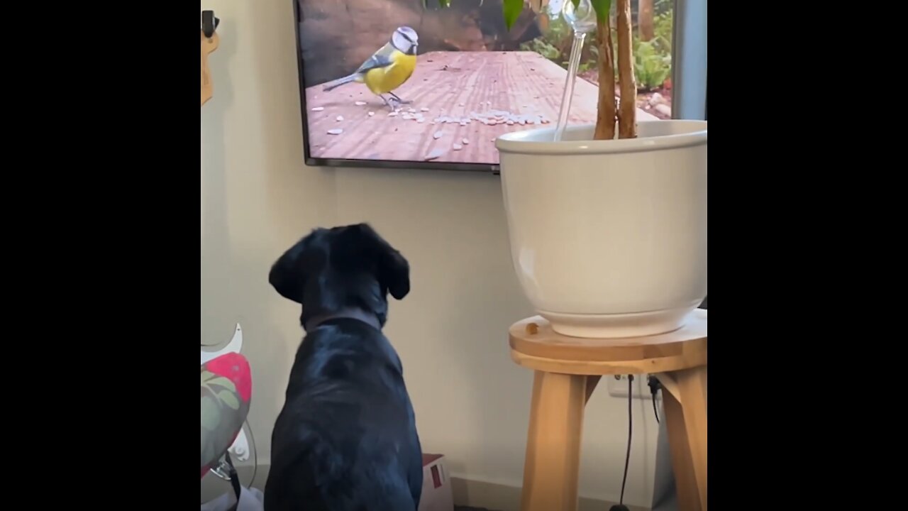 Baby sitting this tv watcher ~ 1ViralDog