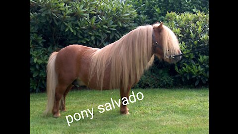 Pony y su mamá