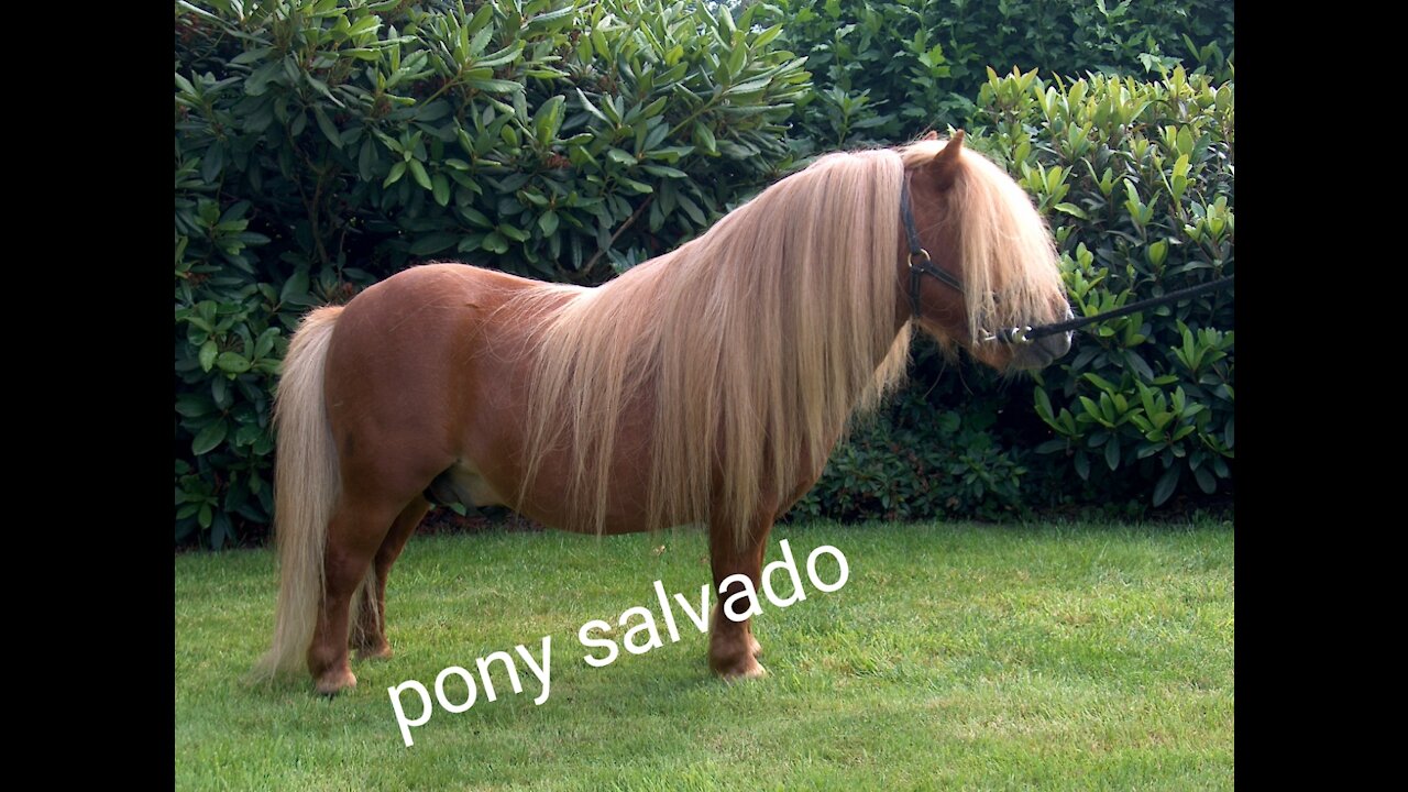 Pony y su mamá