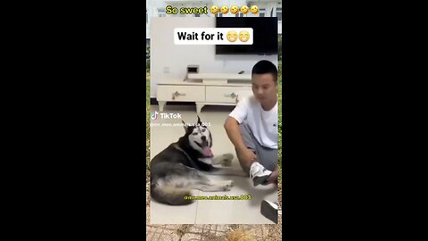 Funny dog