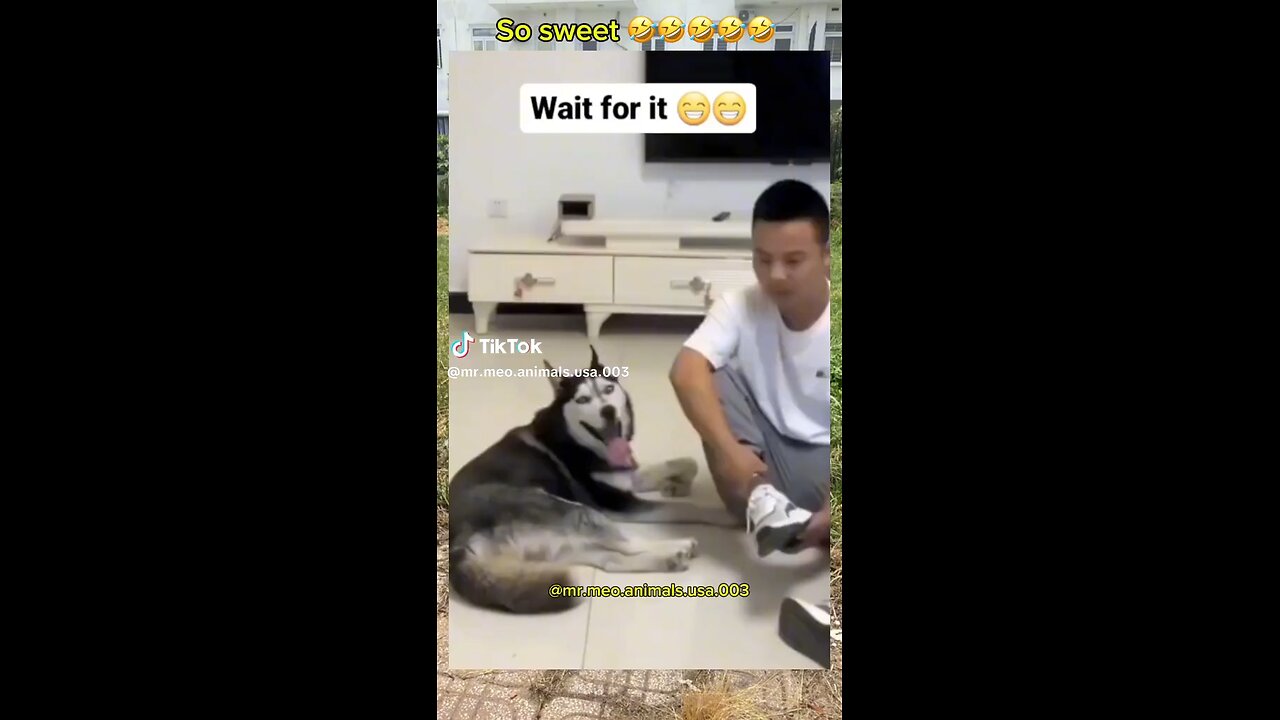Funny dog