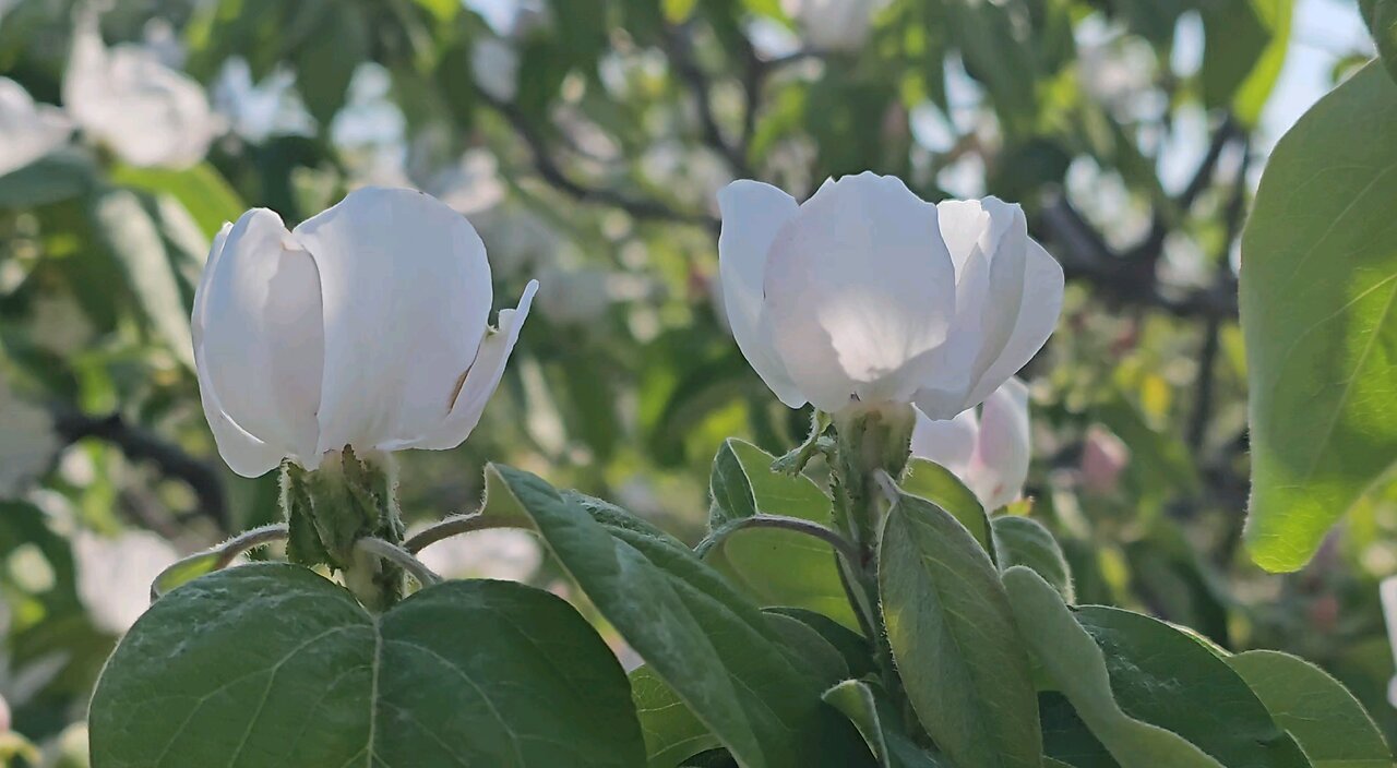 Beautiful Flowers on an Apple Tree