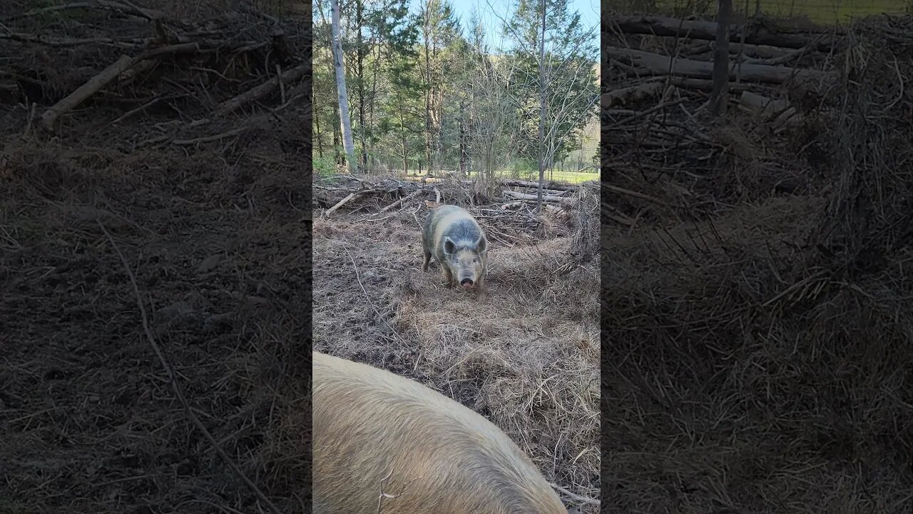 Pig Nest in Preparation for Piglets @UncleTimsFarm #kärnəvór #carnivore #pigtalk #shorts