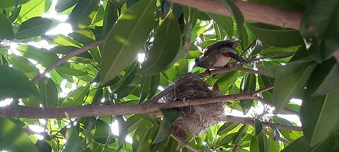 cuckoo with her chicks