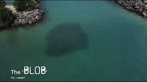 The Blob