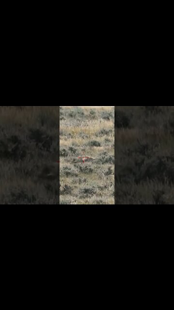 Hunting Coyotes #shorts #dog #animals #hunter #185